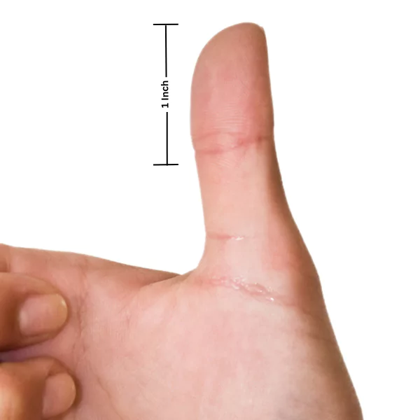 Top Knuckle of an Adult Thumb Top Knuckle of an Adult Thumb